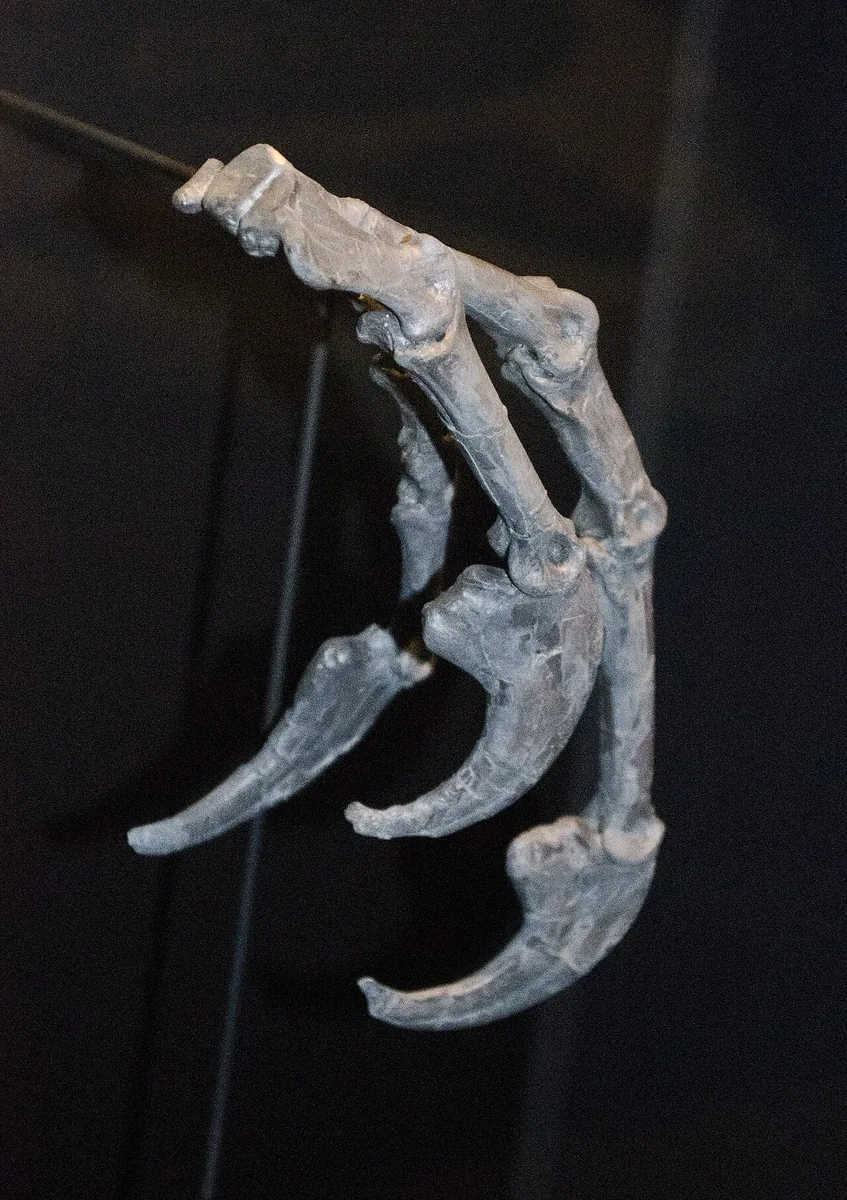 Museum of the Rockies Bozeman Montana dinosaur fossils T-Rex exhibition