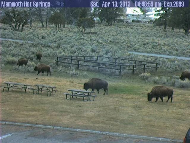 Yellowstone National Park bison herd Lamar Valley Montana wildlife