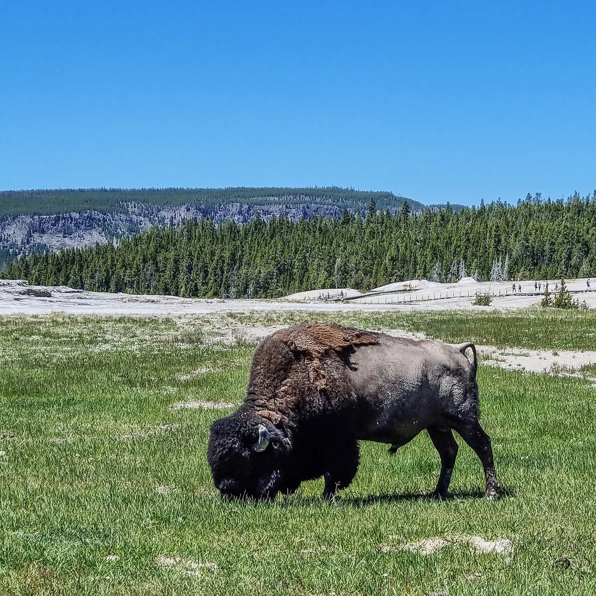 Yellowstone National Park bison herd crossing road wildlife viewing