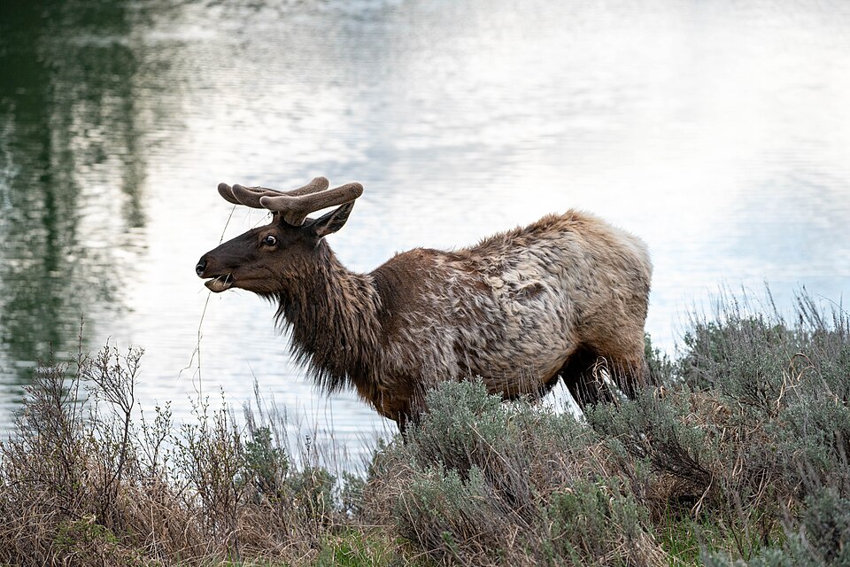 Bull elk velvet antlers summer Grand Teton National Park