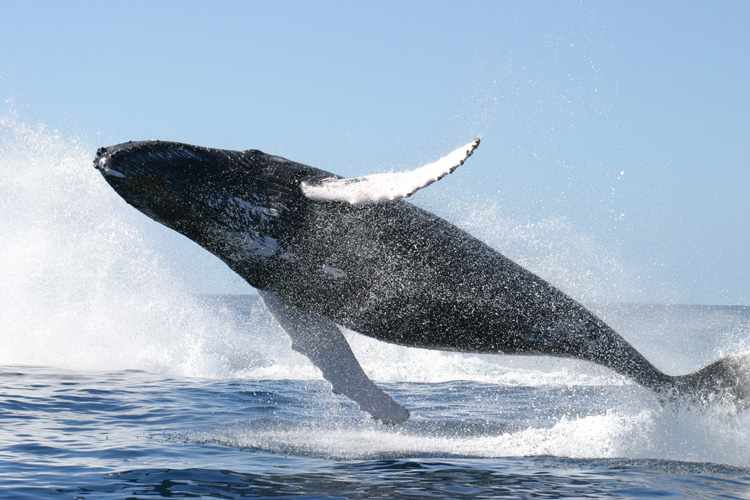 Bar Harbor Whale Watching Tours: Guide & Prices (2026)