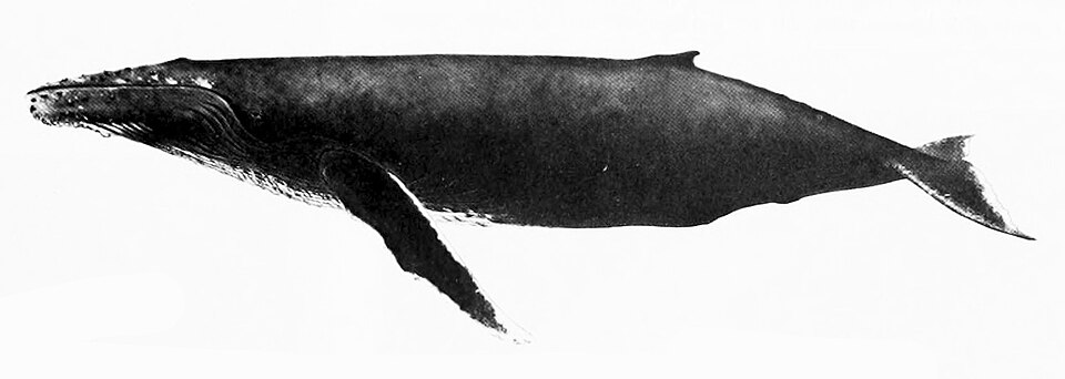 Humpback whale Megaptera novaeangliae NOAA photo