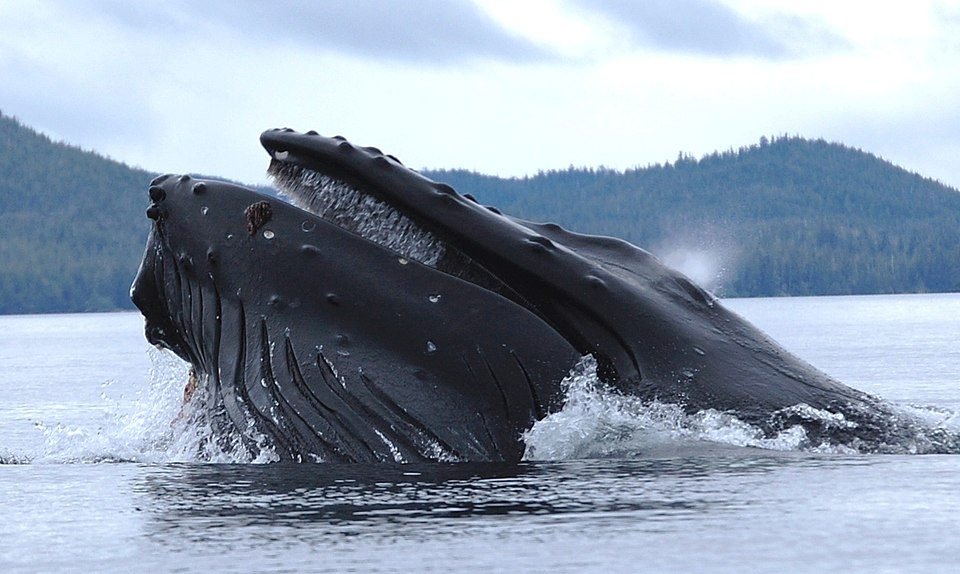 Humpback whale NOAA marine mammal survey