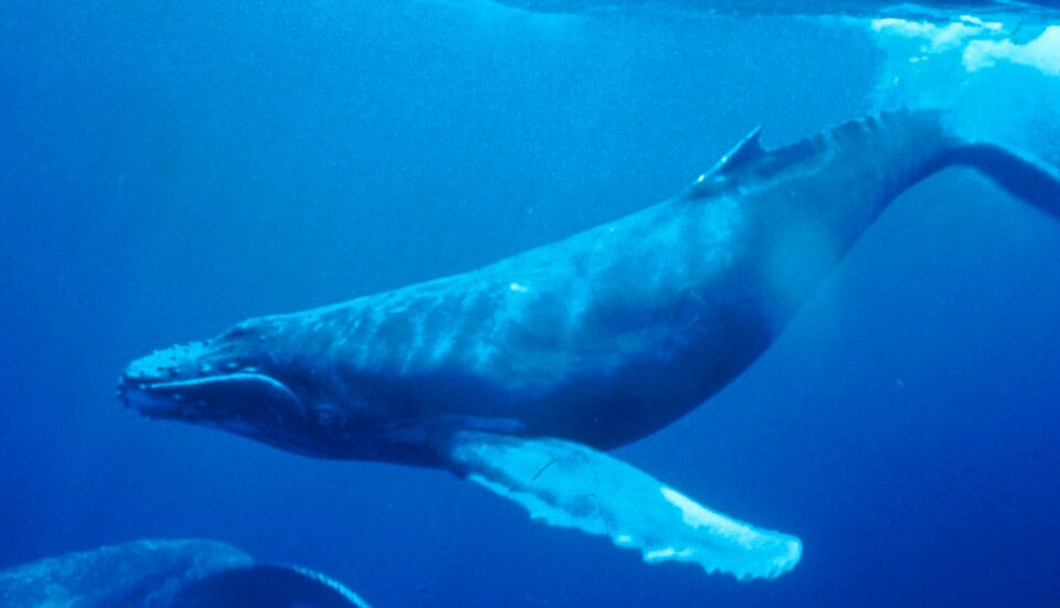 Humpback whale underwater view ocean