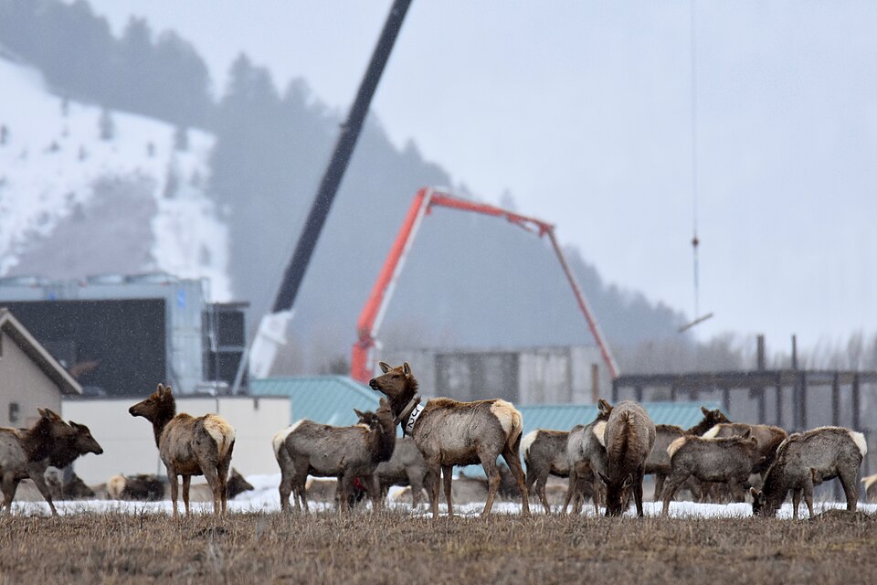 National Elk Refuge Jackson Wyoming winter herd thousand elk