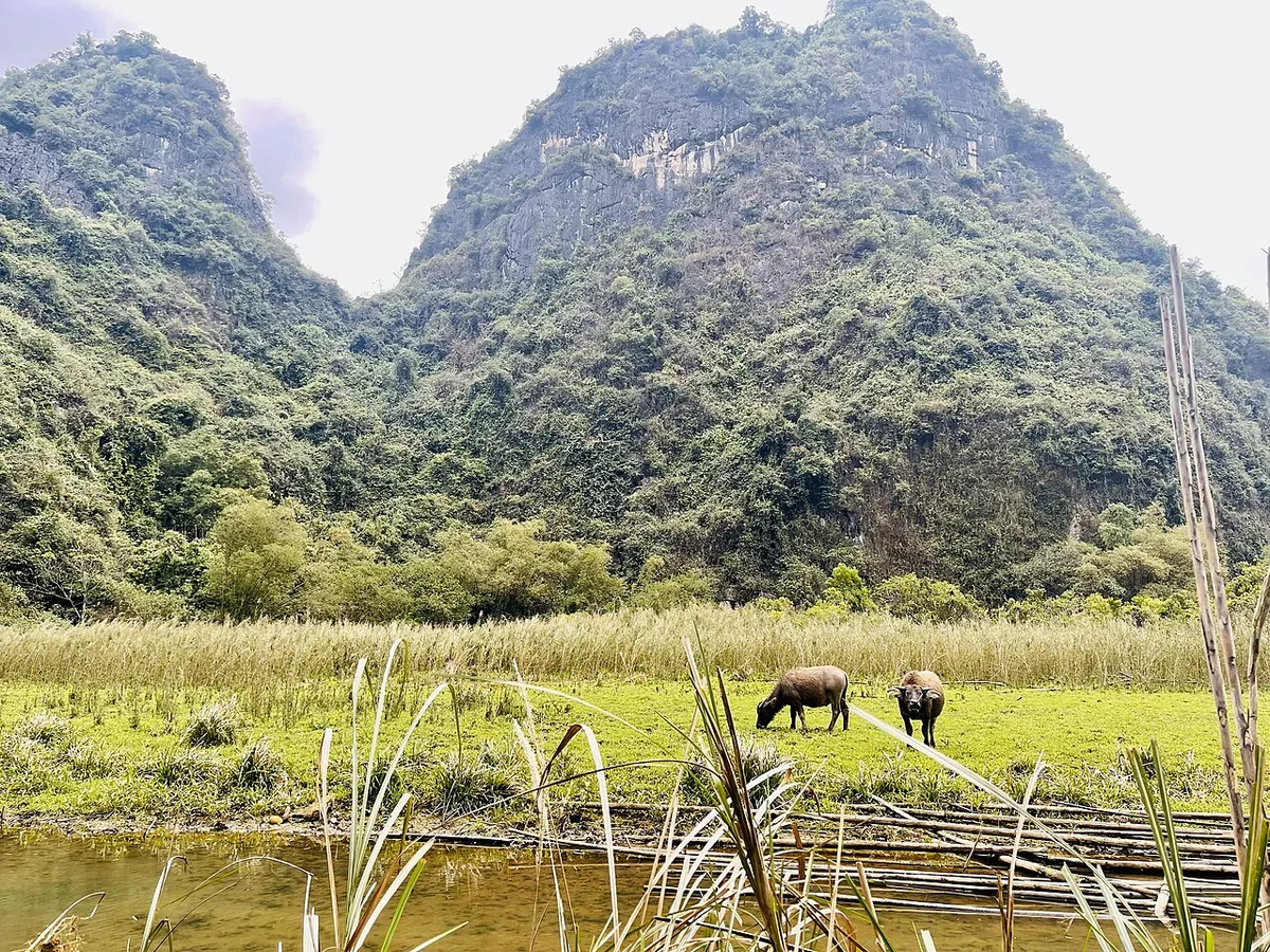 Ninh Binh valley buffalo Vietnam countryside guesthouse accommodation location