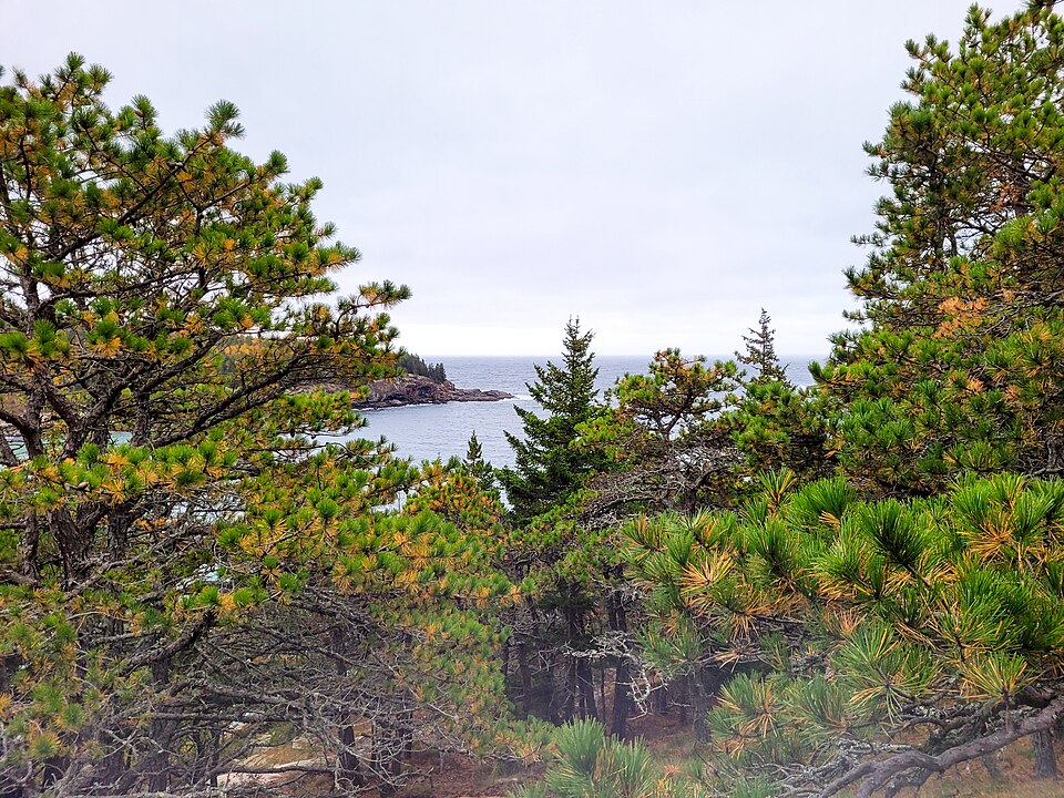 Ocean Path coastal trail Acadia National Park