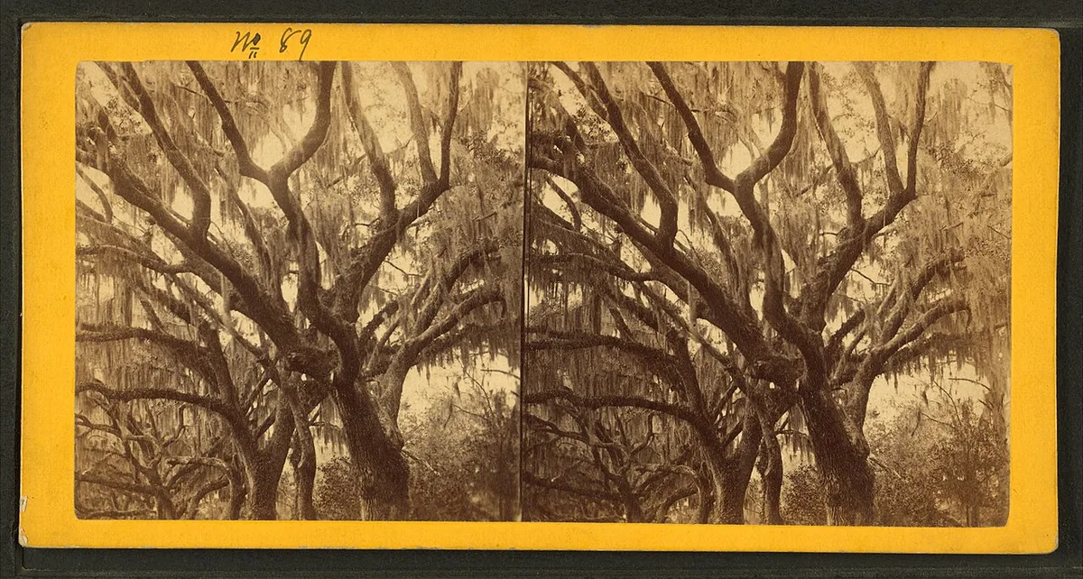 Bonaventure Cemetery Savannah Georgia Spanish moss oak trees peaceful