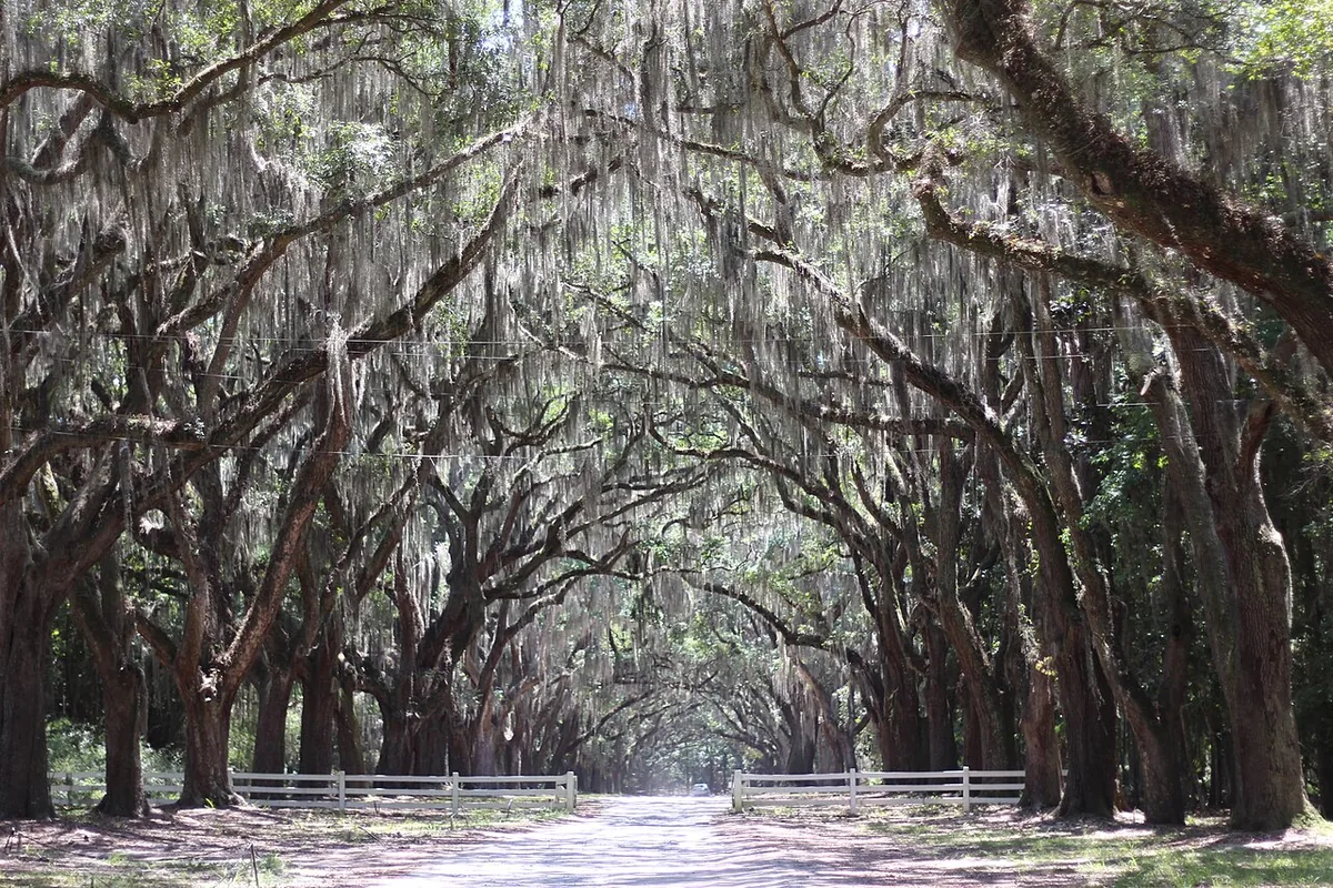 Savannah Georgia Wormsloe oak avenue Spanish moss atmospheric night