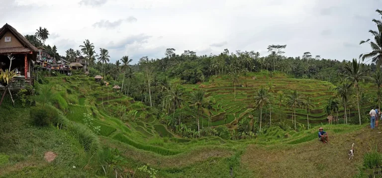 Tegalalang rice terrace Ubud Bali Indonesia best things to do green lush