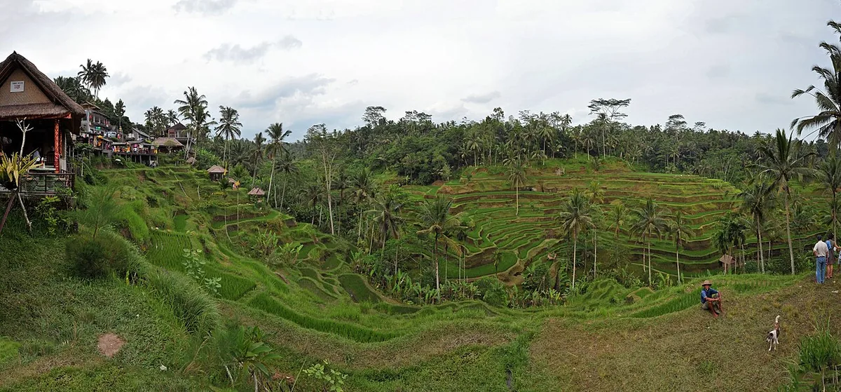 Tegalalang rice terrace Ubud Bali Indonesia best things to do green lush