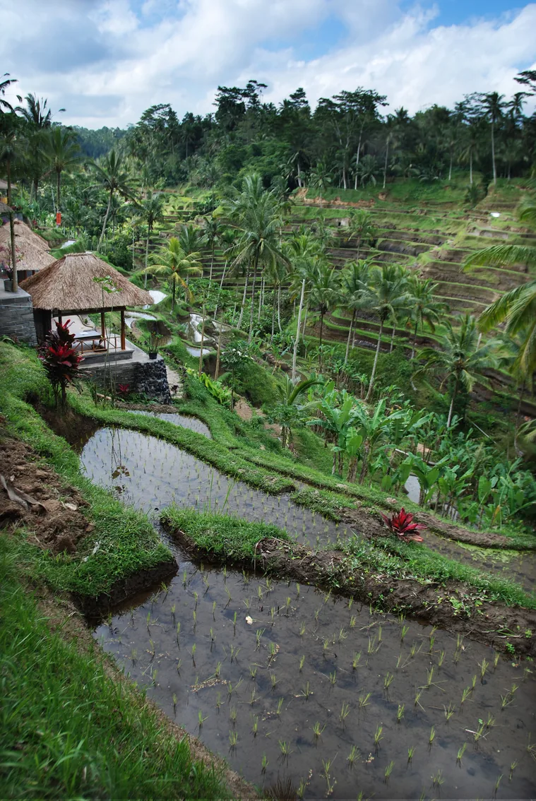 Bali Ubud rice terrace where to stay accommodation jungle villa green